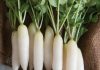 Eating radish may prevent heart disease, stroke