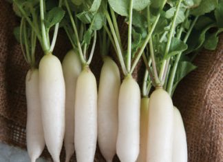 Eating radish may prevent heart disease, stroke