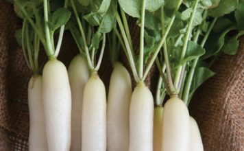 Eating radish may prevent heart disease, stroke