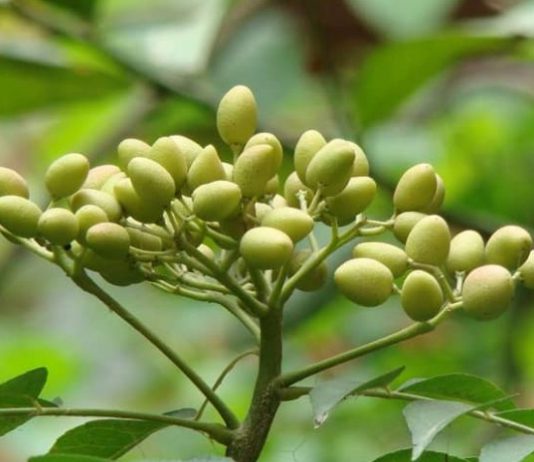 Beat all your monsoon woes with 5 surprising benefits of Neem