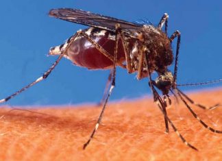 Rajasthan, Bihar, Delhi on Zika Alert, 22 tested positive in Jaipur, PMO keeps an eye