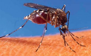 Rajasthan, Bihar, Delhi on Zika Alert, 22 tested positive in Jaipur, PMO keeps an eye
