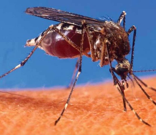 Rajasthan, Bihar, Delhi on Zika Alert, 22 tested positive in Jaipur, PMO keeps an eye