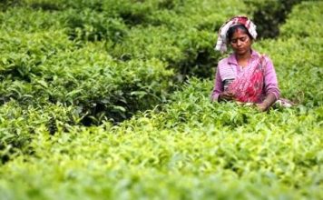 Tea exports down 7% in volume during Jan-Feb