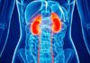 New treatment shows promise to cure kidney disease