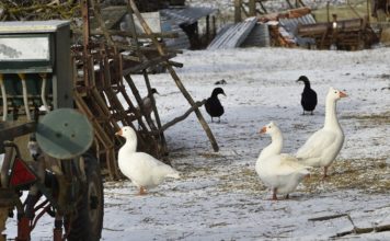 Czech Republic confirms second bird flu outbreak