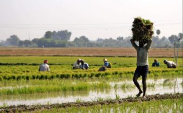 Good News For Farmers: Govt gives benefits on crop loan repayments