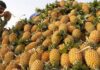 Pineapple farmers stand to lose Rs 300 cr due to Covid-19