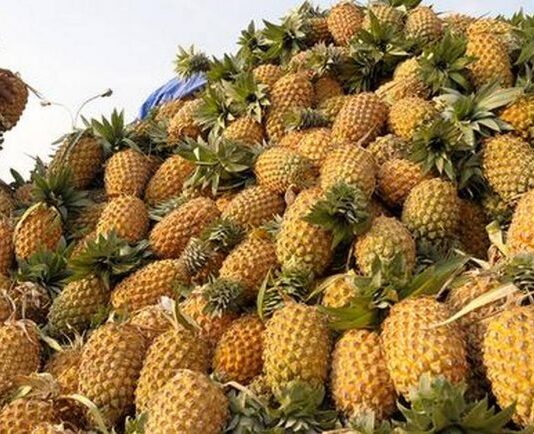 Pineapple farmers stand to lose Rs 300 cr due to Covid-19
