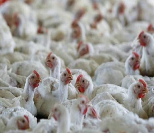 Central government issues national plan as bird flu creates havoc across country
