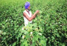 Pakistan’s Economic Coordination Council allows import of cotton and yarn from India: Sources