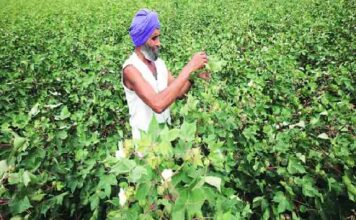 Pakistan’s Economic Coordination Council allows import of cotton and yarn from India: Sources