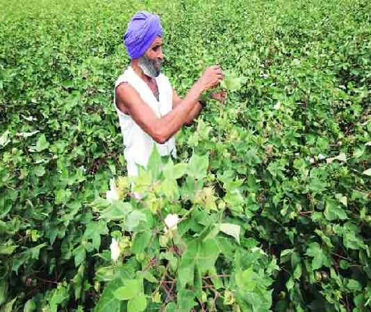 Pakistan’s Economic Coordination Council allows import of cotton and yarn from India: Sources