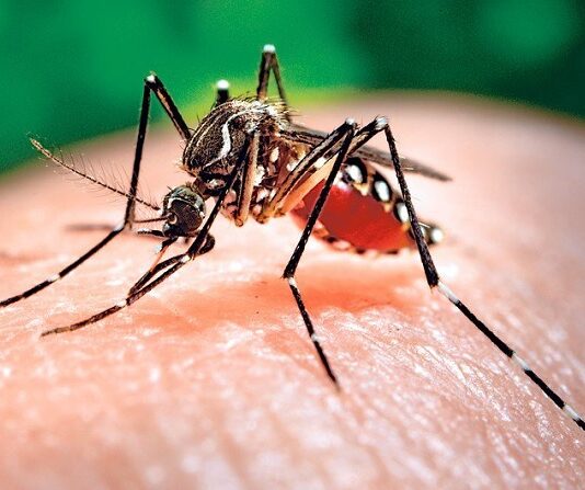 Kerala reports first positive case of Zika virus, 13 suspected cases