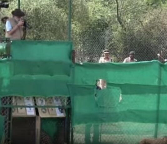 PM Modi releases 8 cheetahs in MP’s Kuno National Park