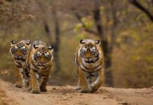 How Wildlife is flourishing under Modi government like never before