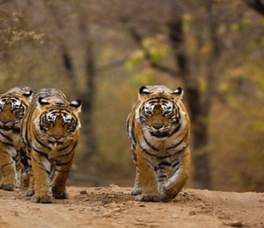 How Wildlife is flourishing under Modi government like never before