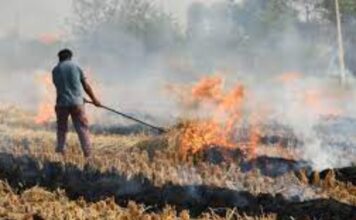 Supreme Court pulls up Punjab govt, asks it to stop stubble burning immediately