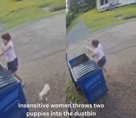 US women throws two puppies in dustbin, CCTV footage goes viral