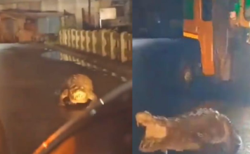 Crocodile spotted on roads of Maharashtra, netizen says, “Trauma for the animal…”