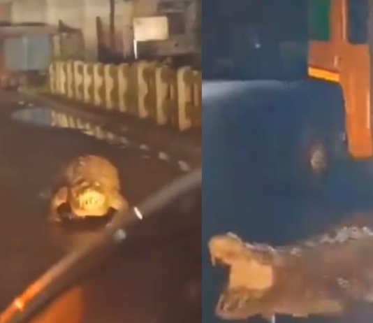 Crocodile spotted on roads of Maharashtra, netizen says, “Trauma for the animal…”
