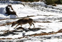 Heavy to moderate snowfall continues in Bhalesa, J-K; IMD predicts snowfall till January 29