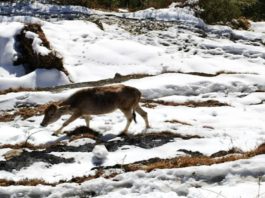 Heavy to moderate snowfall continues in Bhalesa, J-K; IMD predicts snowfall till January 29