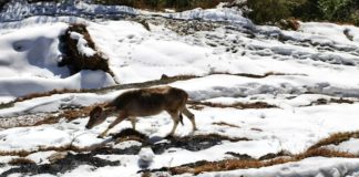 Heavy to moderate snowfall continues in Bhalesa, J-K; IMD predicts snowfall till January 29