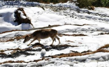 Heavy to moderate snowfall continues in Bhalesa, J-K; IMD predicts snowfall till January 29