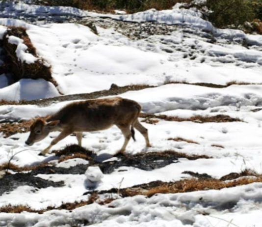 Heavy to moderate snowfall continues in Bhalesa, J-K; IMD predicts snowfall till January 29