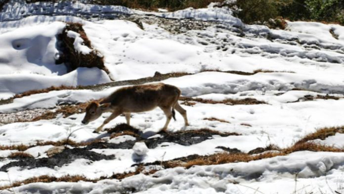 Heavy-Snowfall-in-J-K